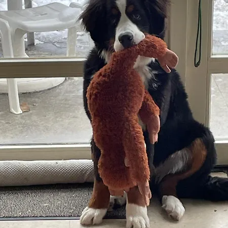 Bed & Breakfast Maison Saint Tropez Eindhoven