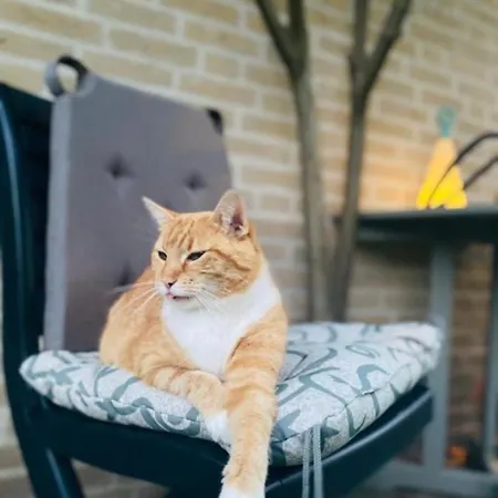 ベッド・アンド・ブレックファスト Maison Saint Tropez アイントホーフェン