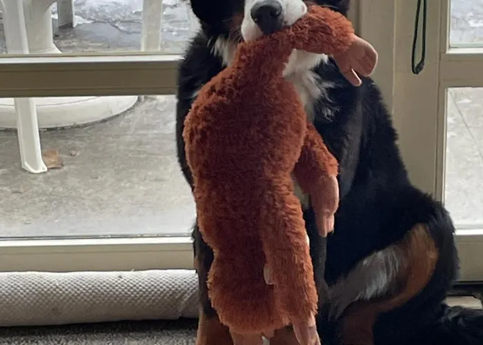 Bed & Breakfast Maison Saint Tropez Eindhoven